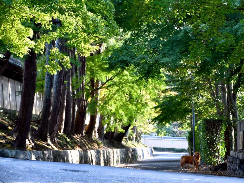 東福寺境内