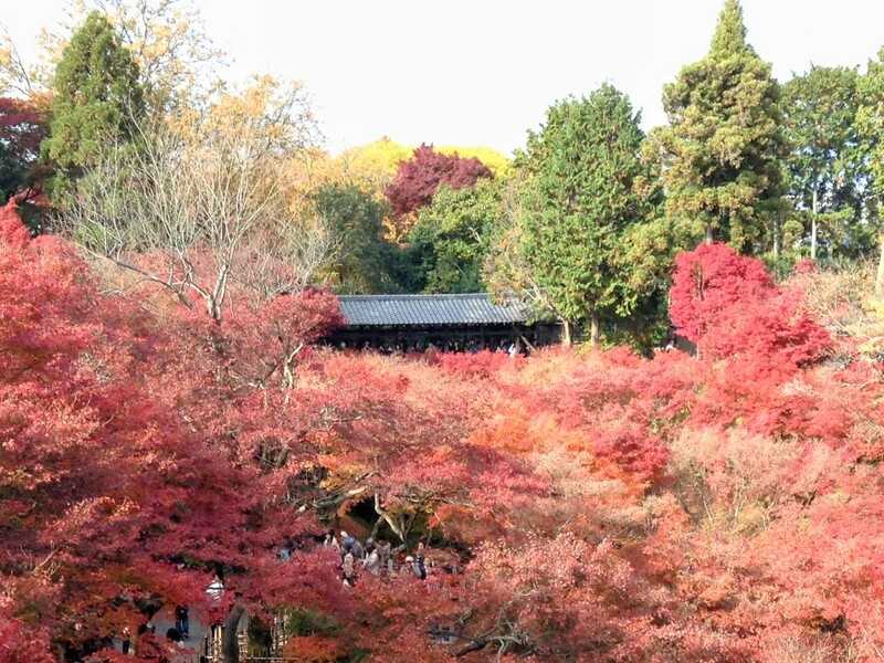 東福寺紅葉