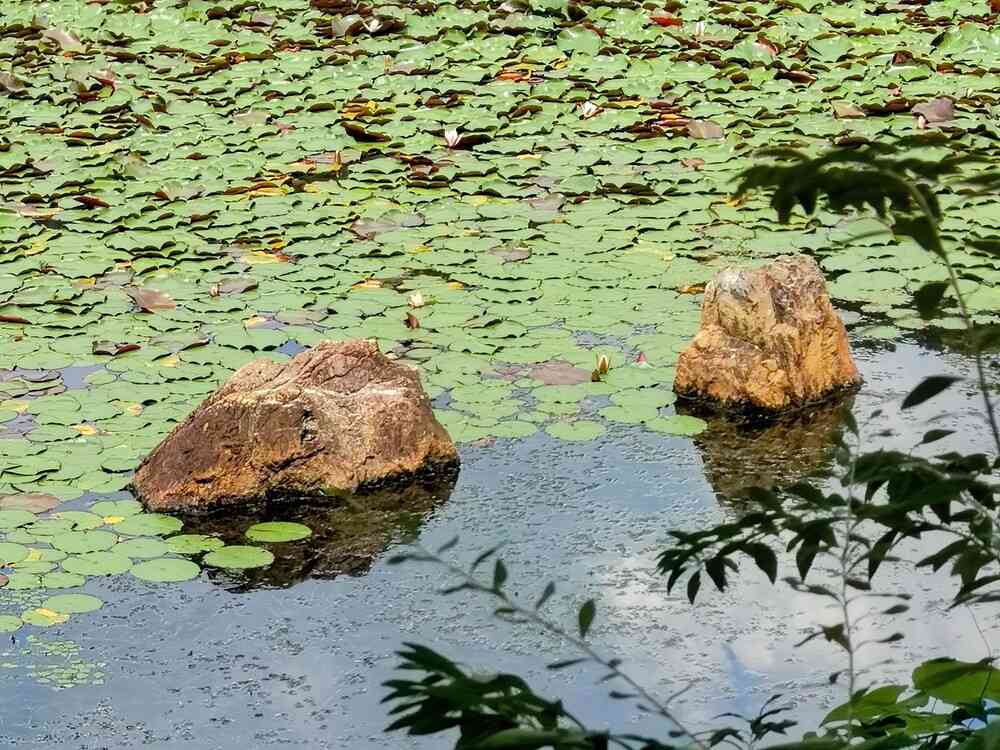 龍安寺鏡容池