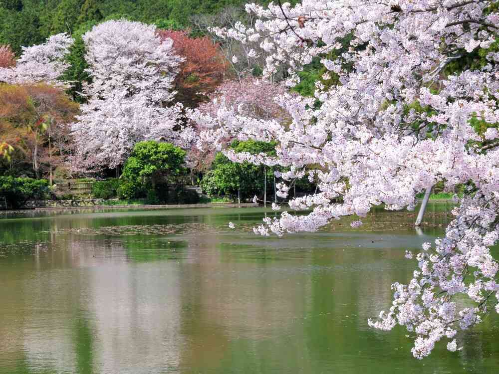 龍安寺鏡容池