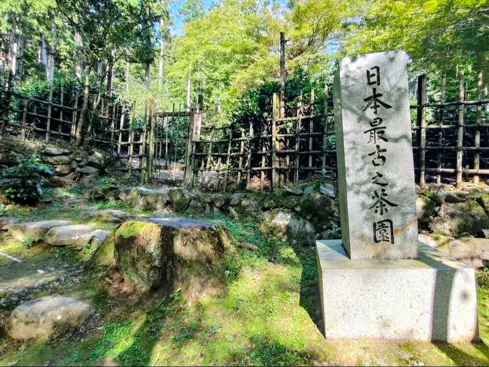 高山寺日本最古之茶園