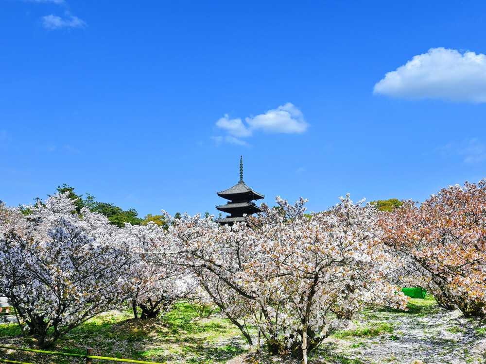 仁和寺御室桜