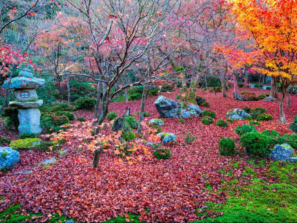 圓光寺の紅葉