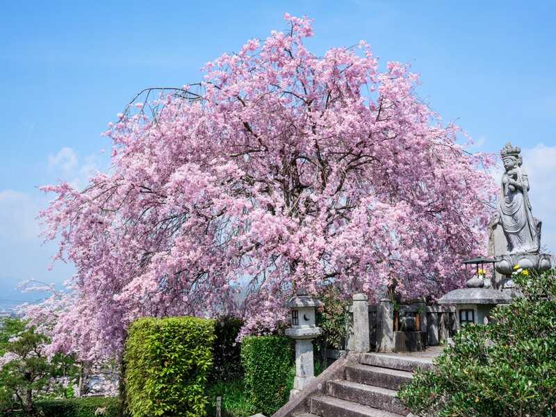 圓光寺淡桜園