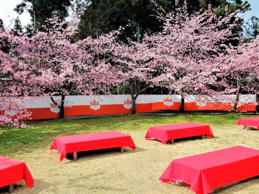 醍醐寺桜