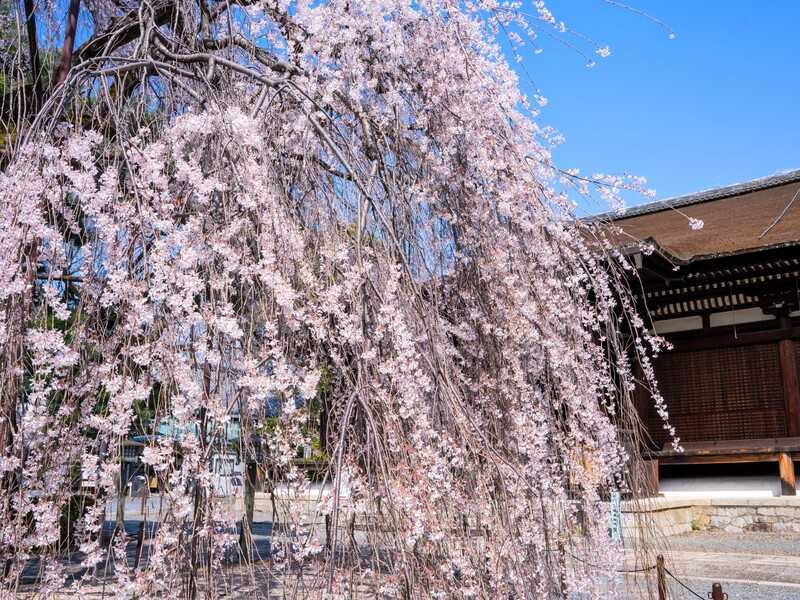 大報恩寺阿亀桜