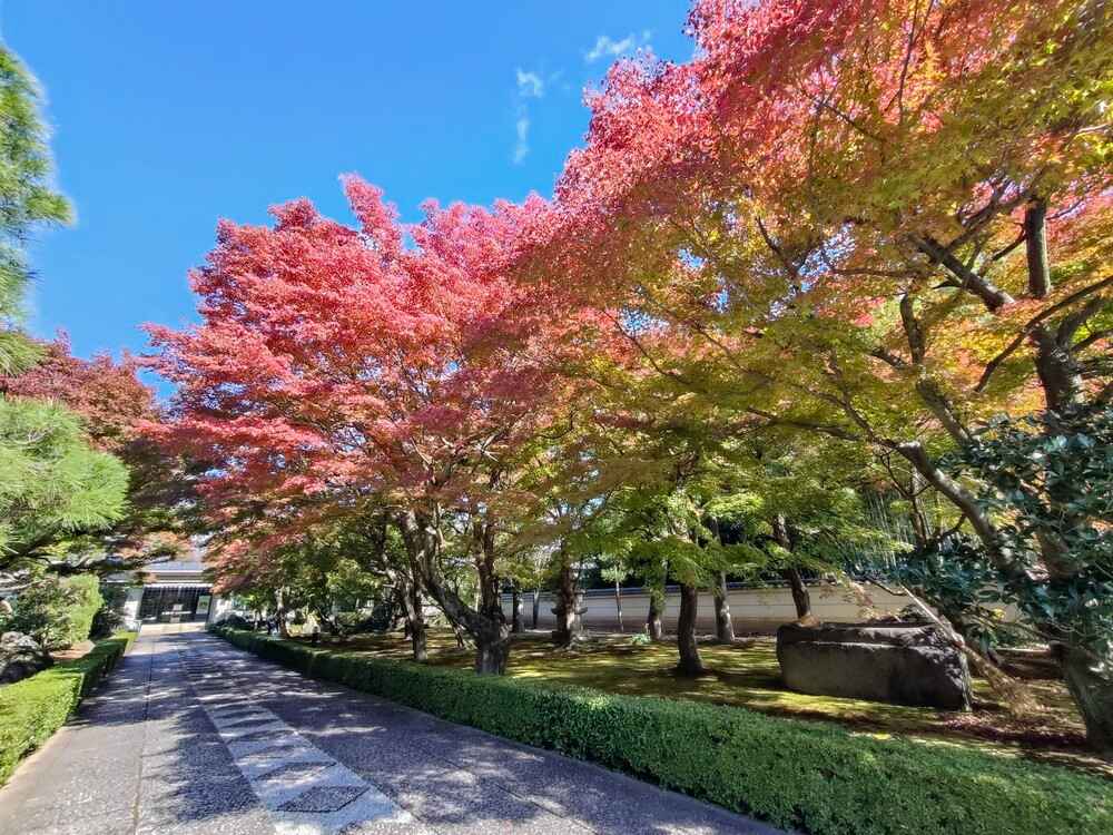 相国寺承天美術館もみじ