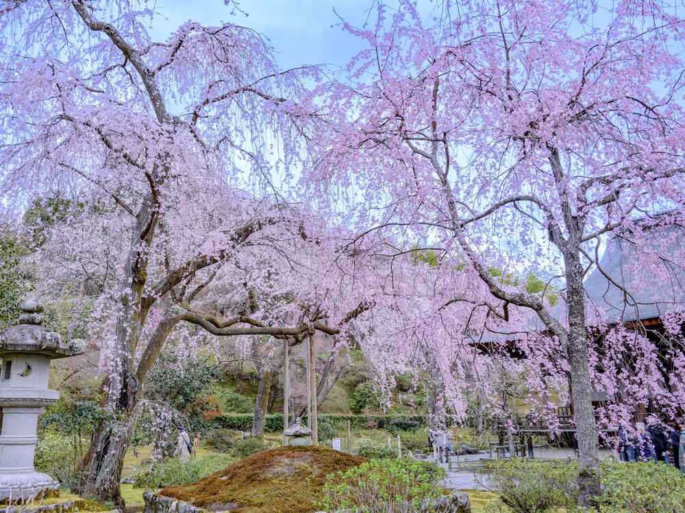 天龍寺枝垂れ桜