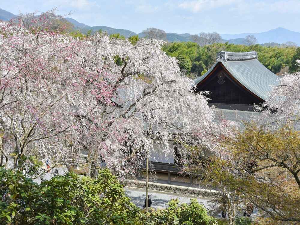 天龍寺枝垂れ桜