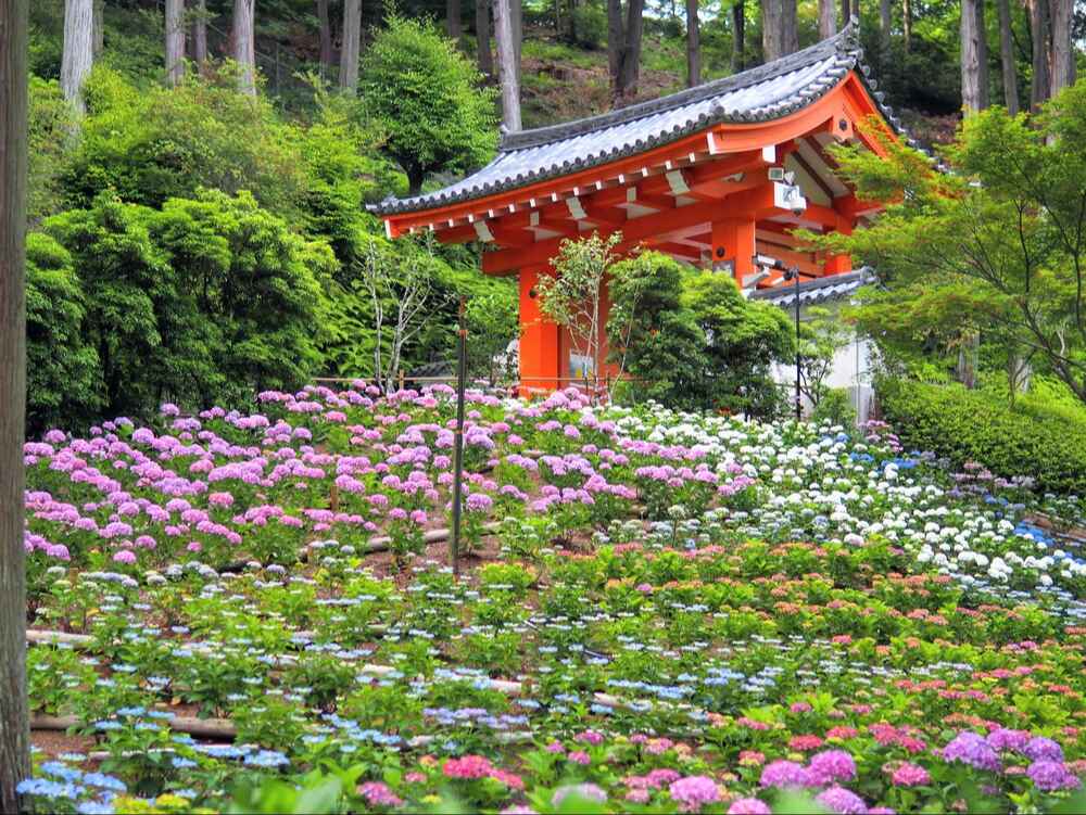 三室戸寺あじさい