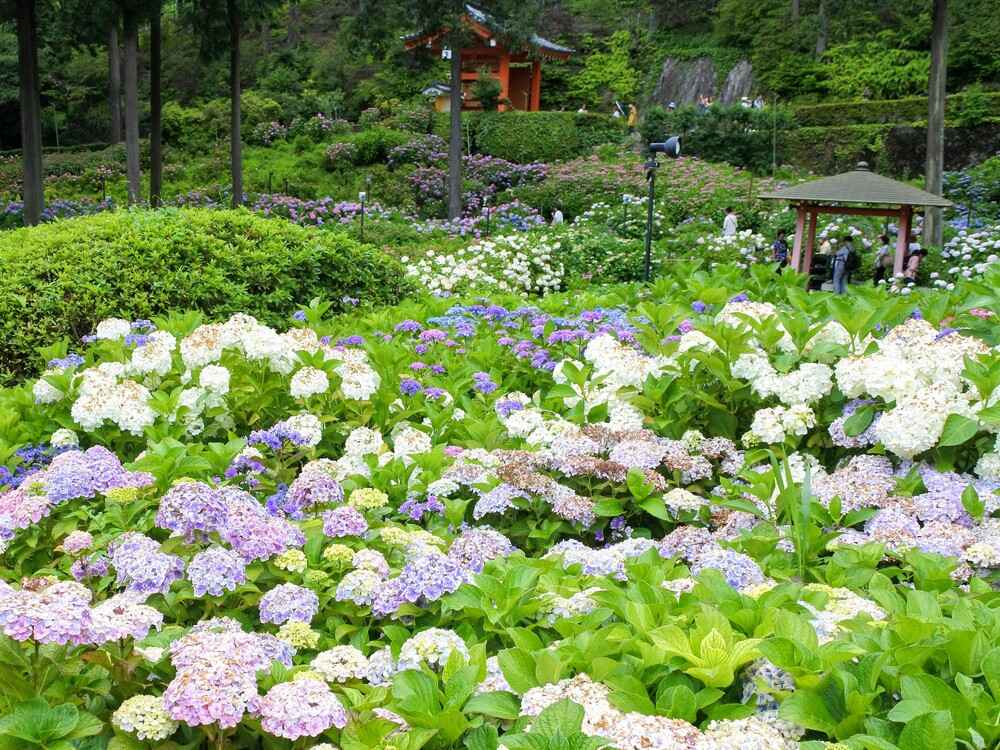 三室戸寺あじさい