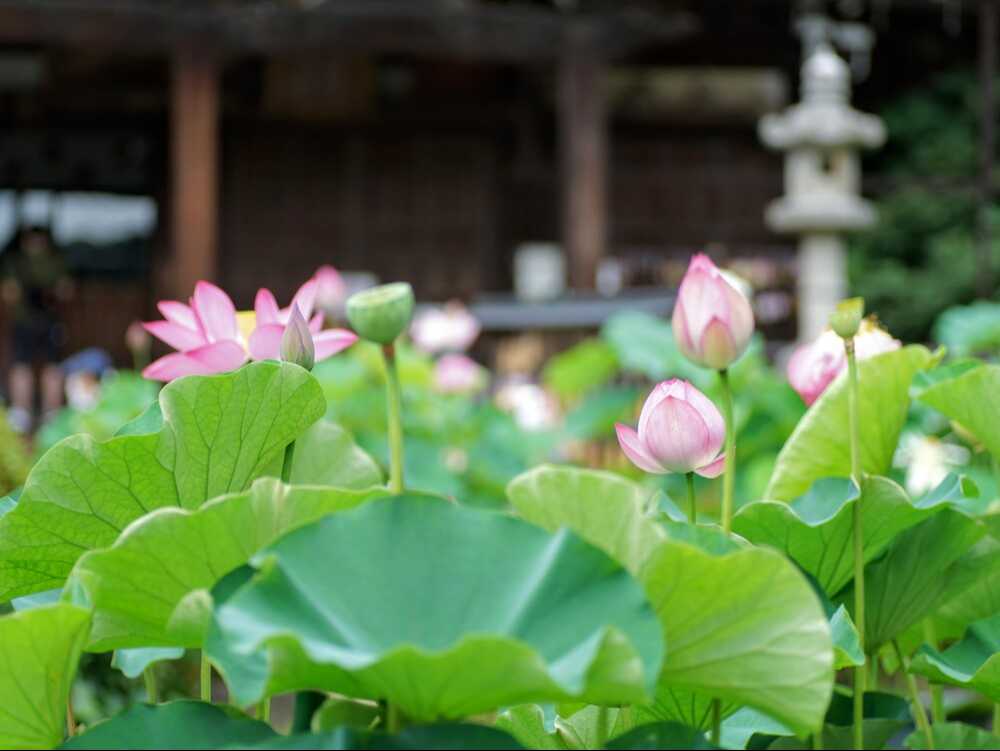 三室戸寺蓮園