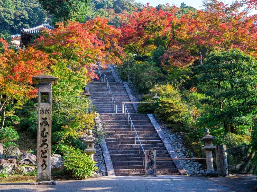 三室戸寺紅葉