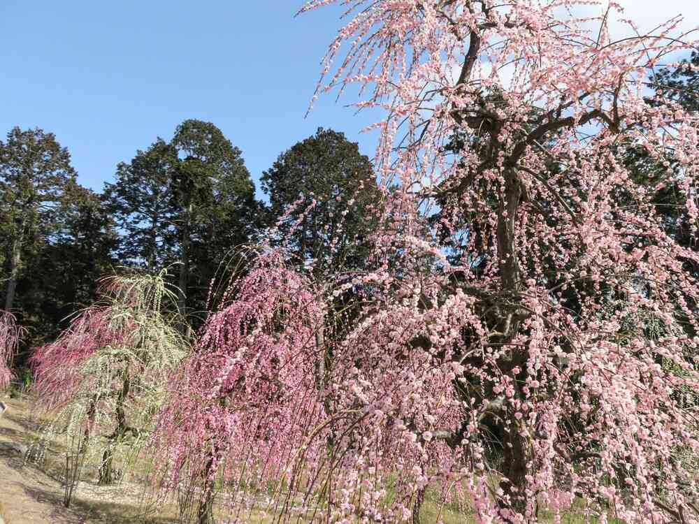 三室戸寺しだれ梅