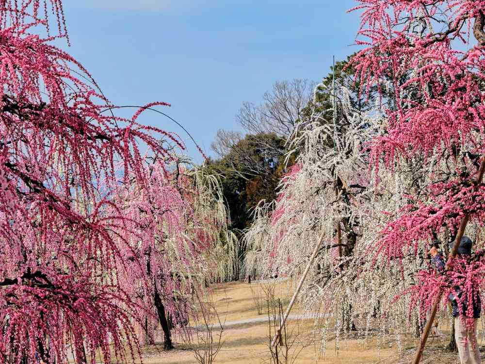 三室戸寺しだれ梅