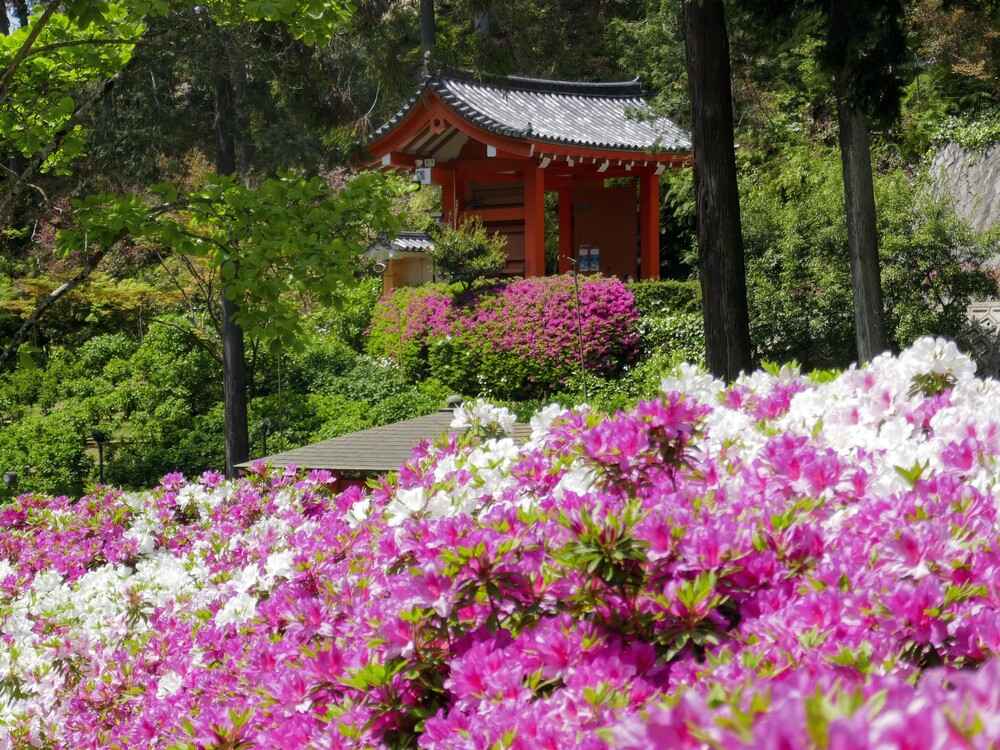 三室戸寺つつじ