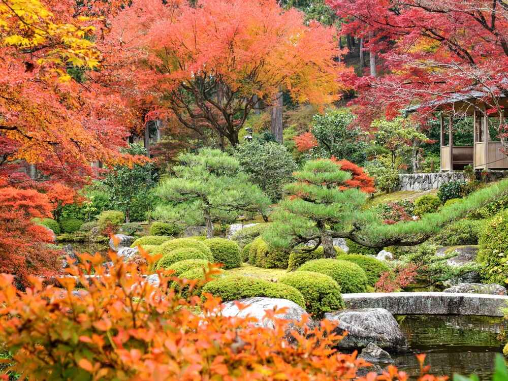 三室戸寺紅葉