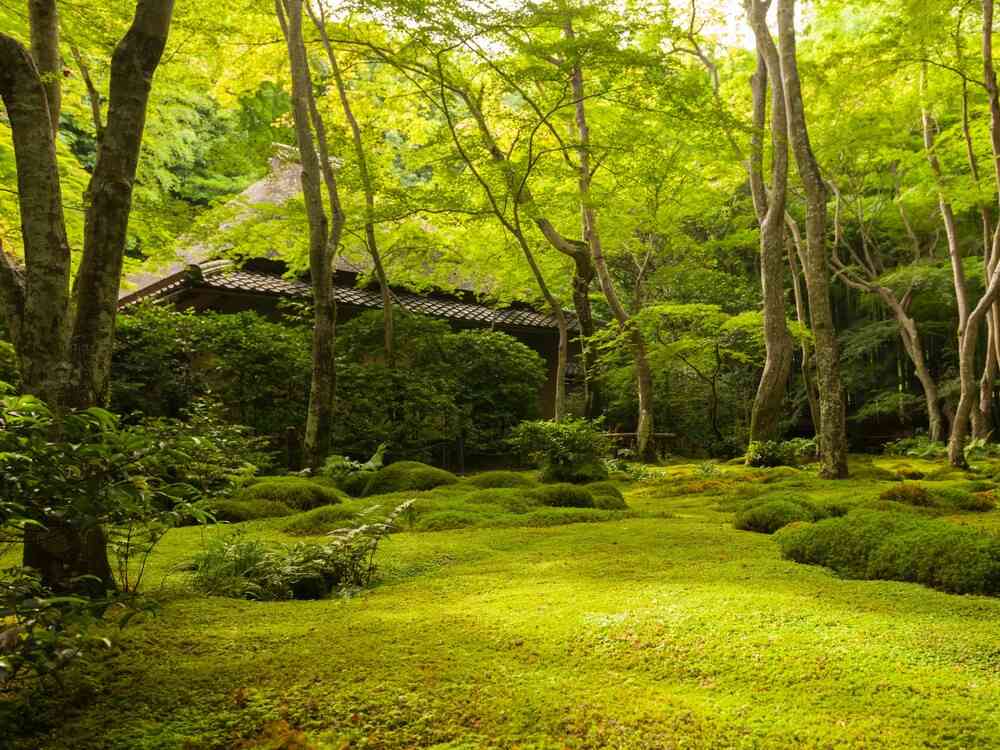 祇王寺