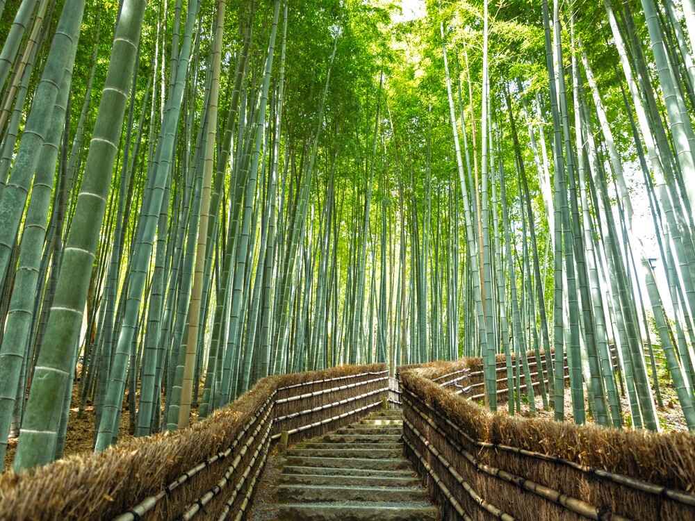 化野念仏寺竹林