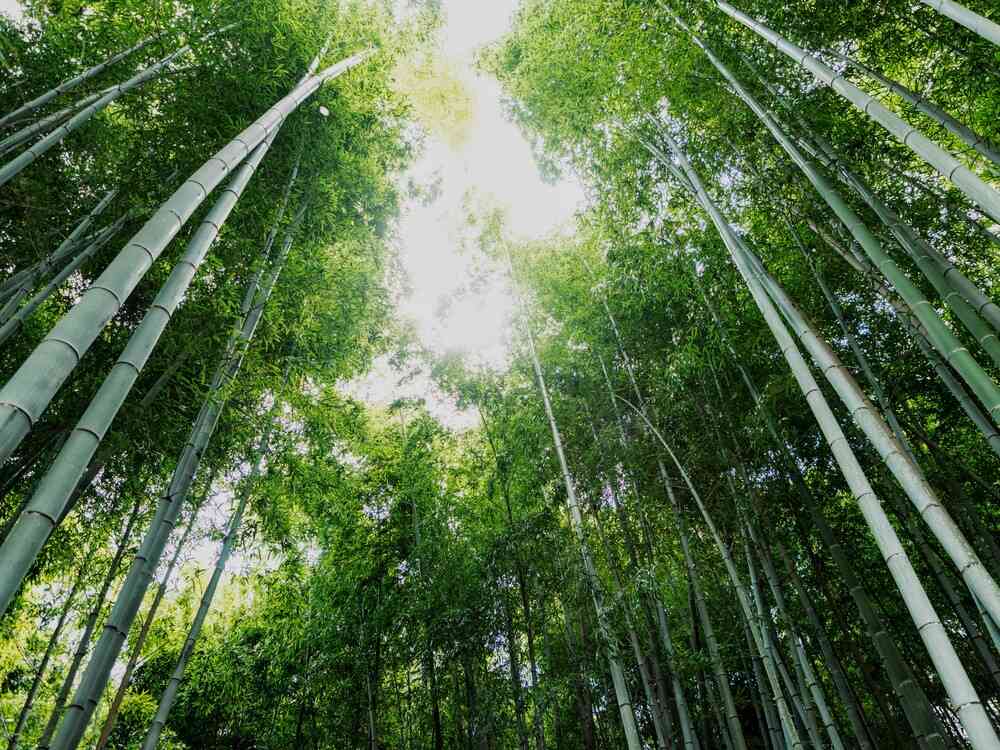 化野念仏寺竹林